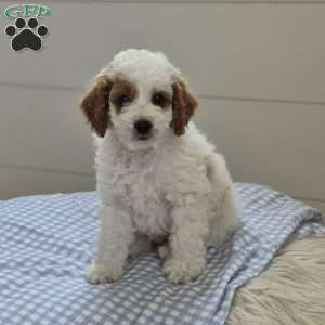 Rowan, Cockapoo Puppy
