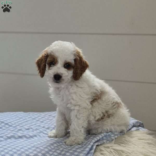 Rowan, Cockapoo Puppy