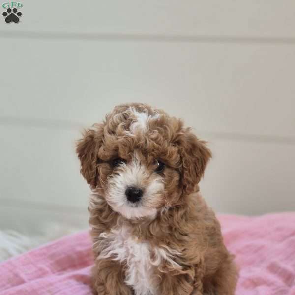 Mia, Cockapoo Puppy