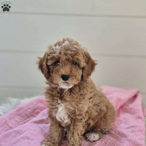 Ava, Cockapoo Puppy