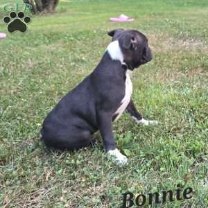Bonnie, Boston Terrier Puppy