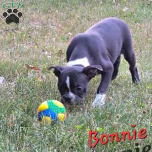 Bonnie, Boston Terrier Puppy