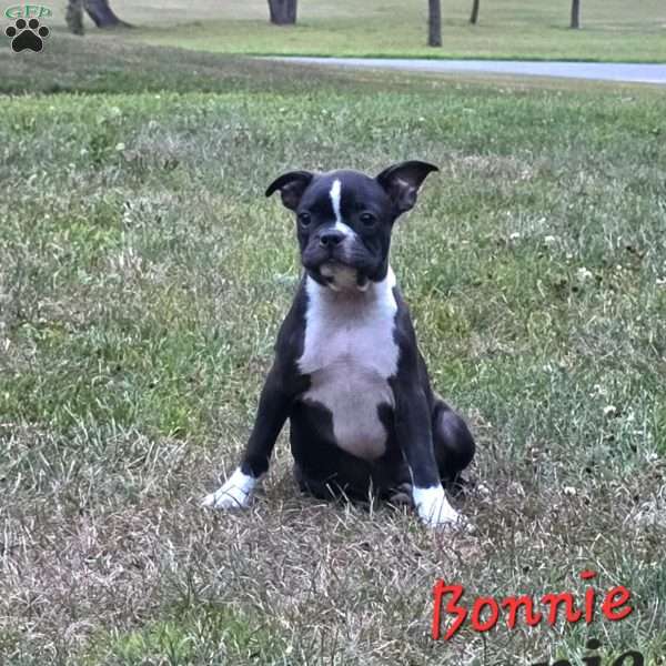 Bonnie, Boston Terrier Puppy