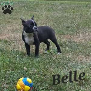 Belle, Boston Terrier Puppy