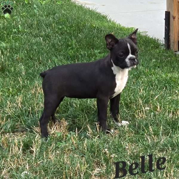 Belle, Boston Terrier Puppy