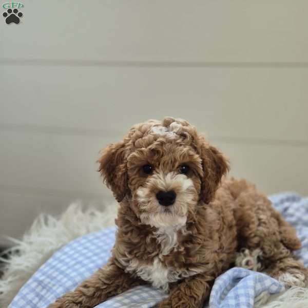Charles, Cockapoo Puppy