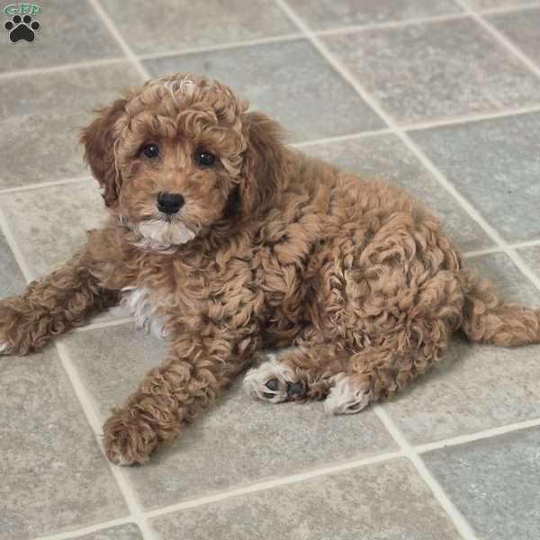 Ava, Cockapoo Puppy