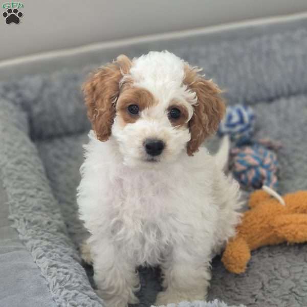 Rowan, Cockapoo Puppy