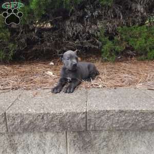 Sabrina, Cane Corso Puppy
