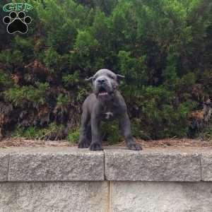 Sabrina, Cane Corso Puppy
