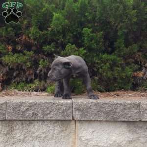 Sabrina, Cane Corso Puppy