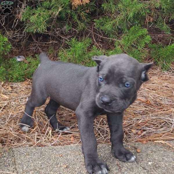 Sabrina, Cane Corso Puppy