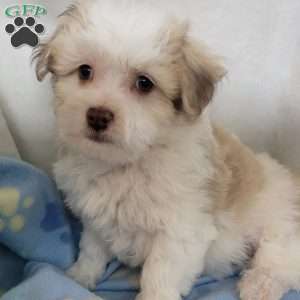 Poppy, Havachon Puppy