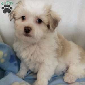 Poppy, Havachon Puppy