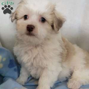 Poppy, Havachon Puppy