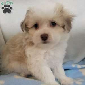 Poppy, Havachon Puppy