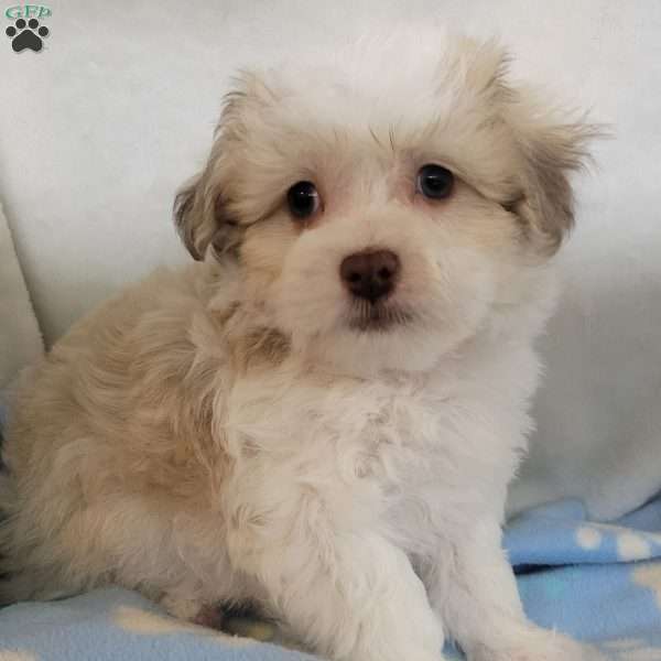 Poppy, Havachon Puppy