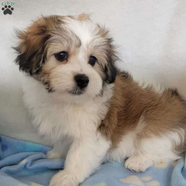 Bill, Havachon Puppy