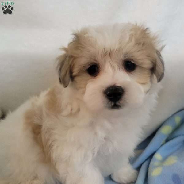 Ben, Havachon Puppy