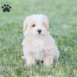 Arlo, Maltipoo Puppy