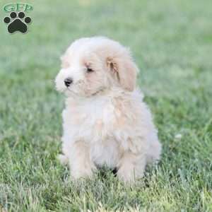 Arlo, Maltipoo Puppy