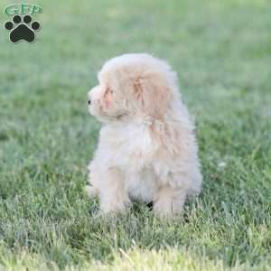 Arlo, Maltipoo Puppy
