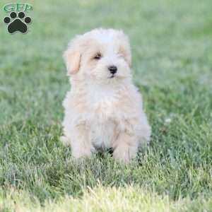 Arlo, Maltipoo Puppy