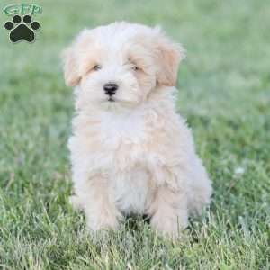 Arlo, Maltipoo Puppy