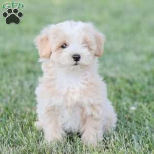 Arlo, Maltipoo Puppy