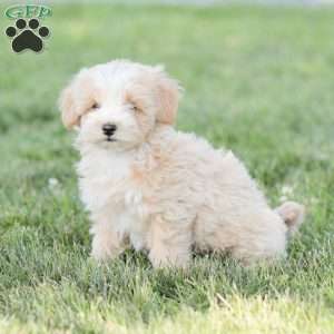 Arlo, Maltipoo Puppy