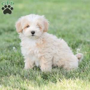 Arlo, Maltipoo Puppy