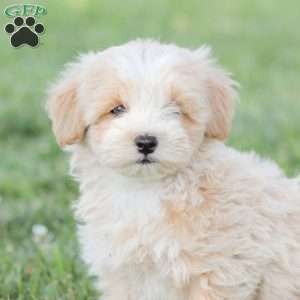 Arlo, Maltipoo Puppy