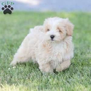 Arlo, Maltipoo Puppy