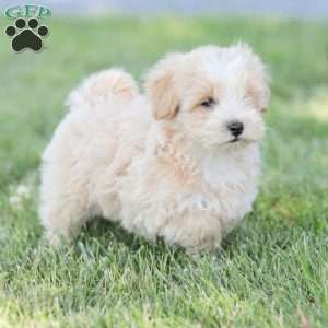 Arlo, Maltipoo Puppy