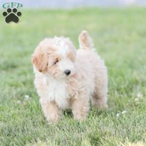 Aiden, Maltipoo Puppy