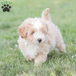 Aiden, Maltipoo Puppy
