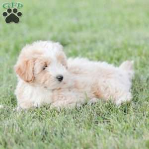 Aiden, Maltipoo Puppy
