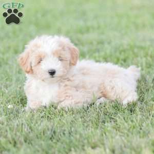 Aiden, Maltipoo Puppy
