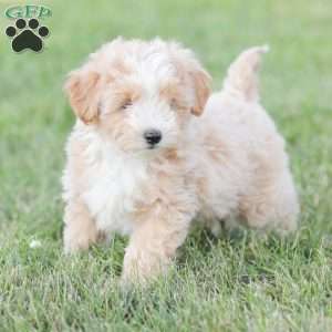 Aiden, Maltipoo Puppy