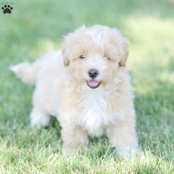 Asher, Maltipoo Puppy