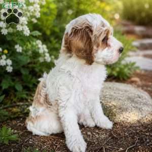 Penny, Mini Goldendoodle Puppy