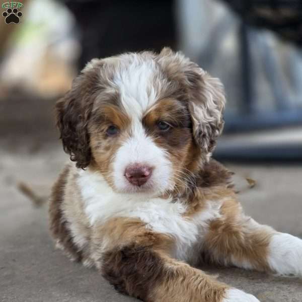 Cinnabon, Mini Bernedoodle Puppy