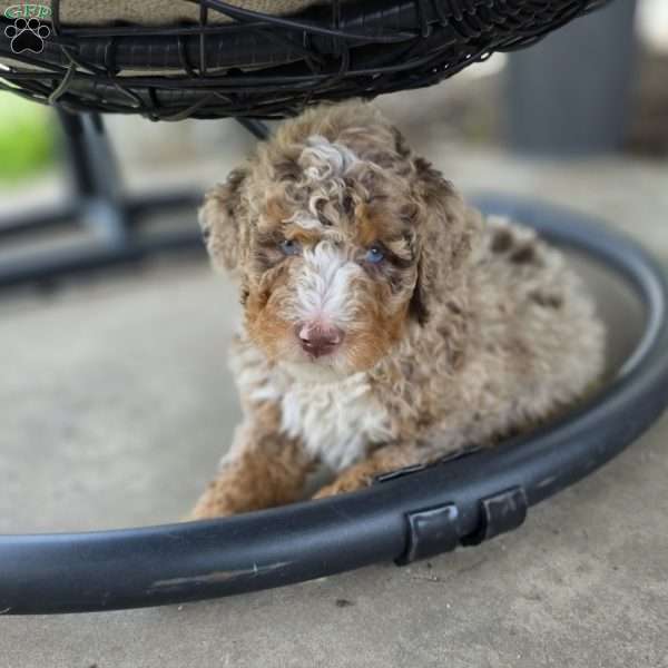 Champion, Mini Bernedoodle Puppy