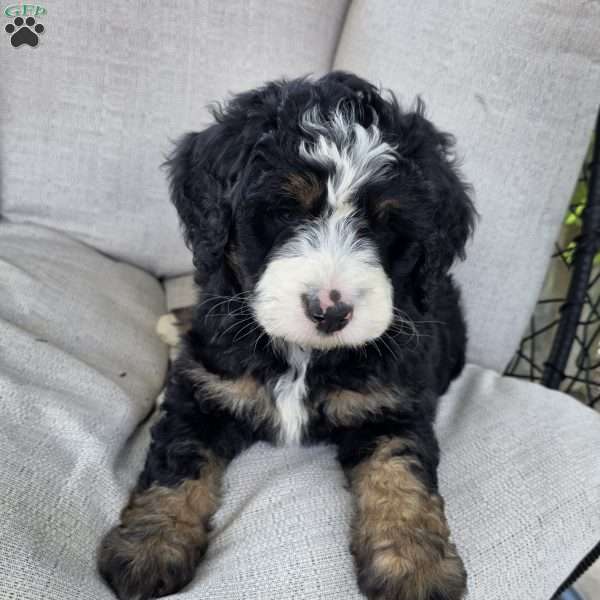 Captain, Mini Bernedoodle Puppy