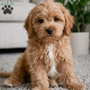 mark, Cavapoo Puppy