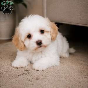 Daisy, Maltipoo Puppy
