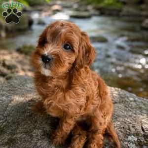 Tulip, Mini Goldendoodle Puppy