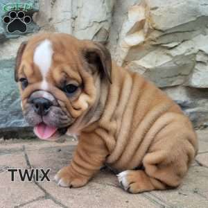 Twix, English Bulldog Puppy