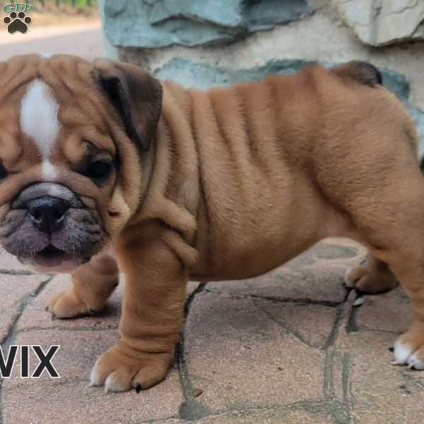 Twix, English Bulldog Puppy