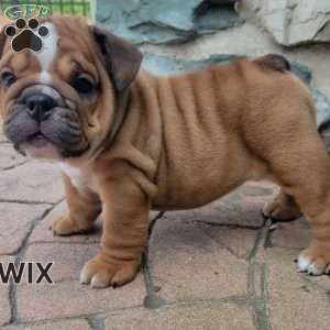 Twix, English Bulldog Puppy